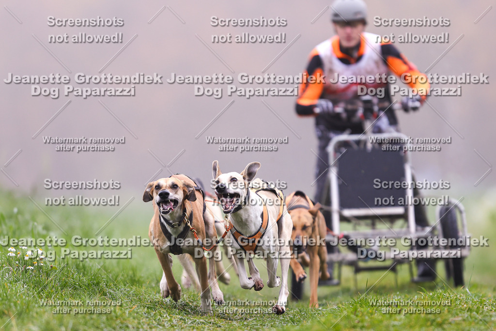 Dog Paparazzi - Visbeck 25 -7 | Dog Paparazzi Jeanette Grottendiek Fotografie & Videografie - Realisiert mit Pictrs.com