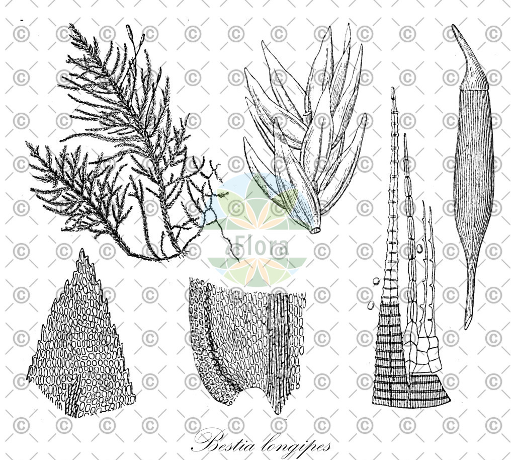 HistAbb_wfo-0000564998_1_ENZY_Simple | Historische Abbildung von Bestia longipes - Lembophyllaceae | Historical Illustration of Bestia longipes - Lembophyllaceae