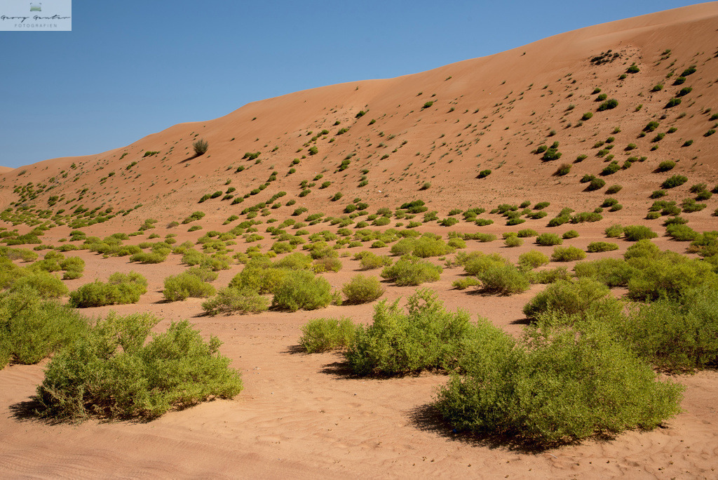 OmanNik-375 | Fotoblog Schwarzwald, Foto Blog Wiesental, Pfaffenberg, Winterzauber, Zeller Bergland, Zell im Wiesental, Fotoblog Wiesental, Landschaftsfotos, Bilder Wiesental, Natur, Naturbilder, Fastnacht, Zeller Fastnacht, Zeller Fasnacht, Zeller Bergland, Belchen, - Realisiert mit Pictrs.com