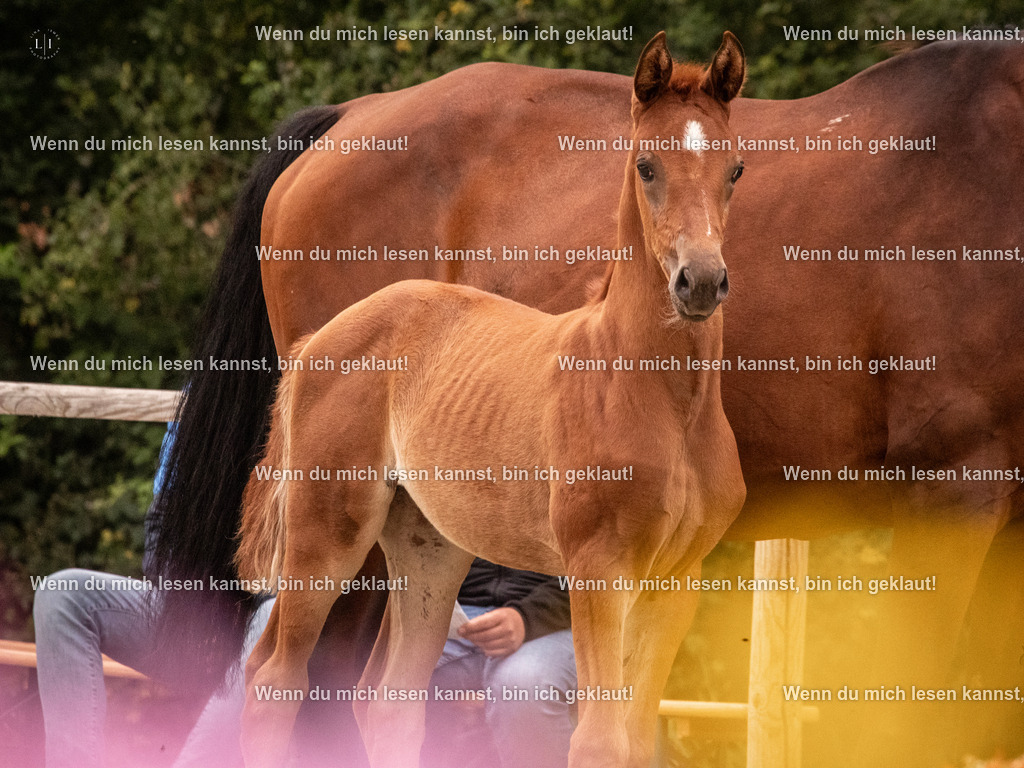 A10I5875 | photographylinaismer - Realisiert mit Pictrs.com