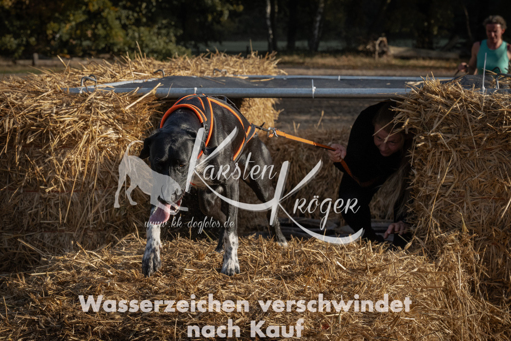0955_ZZ95427 | kk-dogfotos