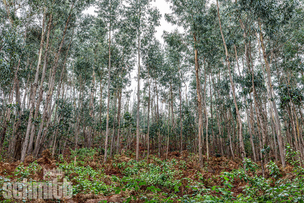 PS-Natur-2026-122 | Entdecke die größte Bildgalerie der Region mit Fotografien aus dem Allgäu, der Bodenseeregion, Oberschwaben, dem Donautal und der Schwäbischen Alb. Landschaften, Luftaufnahmen und Reisefotografie als Wandbild und Fotokunst. - Realisiert mit Pictrs.com