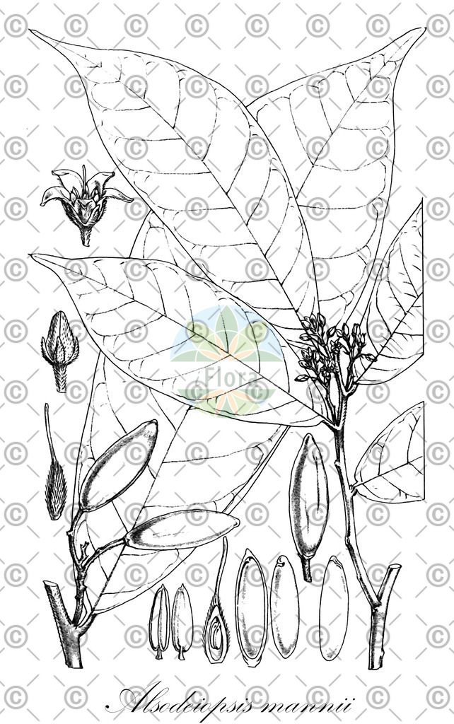 HistAbb_wfo-0000528316_1_ENZY_Simple | Historische Abbildung von Alsodeiopsis mannii - Icacinaceae | Historical Illustration of Alsodeiopsis mannii - Icacinaceae