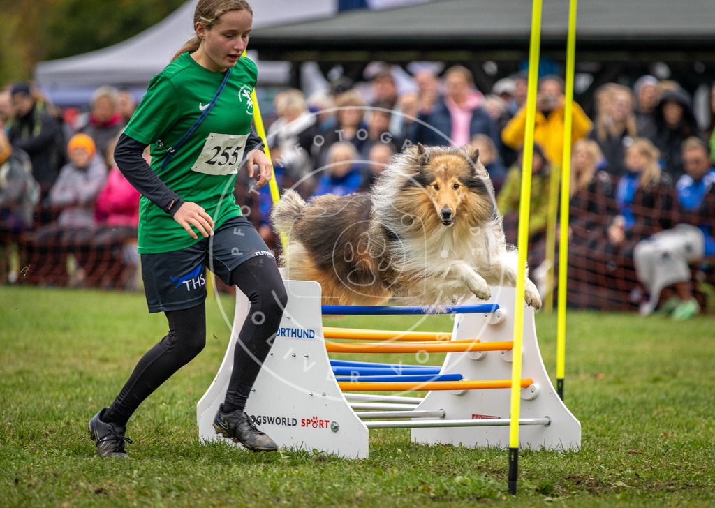 Pfotenfotografie_DV3A0645 | Hundefotografie, Tierfotograf, Pfotenfotografie, Fotoshooting Hund, Hunde Portrait, Hundesport, Hundeportraits, Heideshooting, Hunde, Sportfotograf, Hundefotograf, Turnierhundsport, THS,  - Realisiert mit Pictrs.com