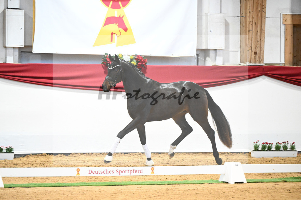 Kat-Nr. 61 Von Und Zu x Lauries Crusador xx_Berger_43232129 | hf-fotografie - Realisiert mit Pictrs.com