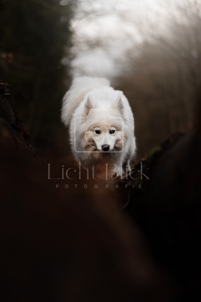 _7M34151-Verbessert-RR Kopie | <licht-blick-fotografie><shooting><portraitshooting><tiershooting><landschaftsbilder><shootingbuchen><buchen><fotografbremen> <fotograf niedersachsen><fotografin Bremen und niedersachsen><carshooting><automobilfotografie><auto> - Realisiert mit Pictrs.com