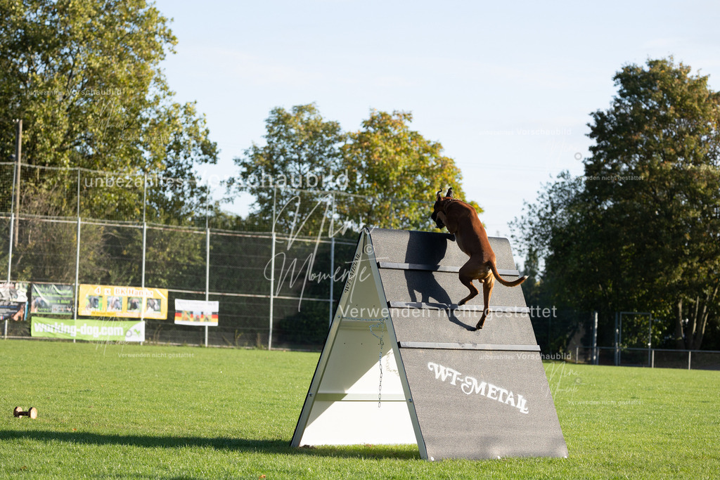 _16A6251 | Einzigartige Fotos von Hunden & Menschen –Actionfotos, Portraits, Vereinsaufnahmen & Paarshootings – authentisch, lebendig & mit Herz.