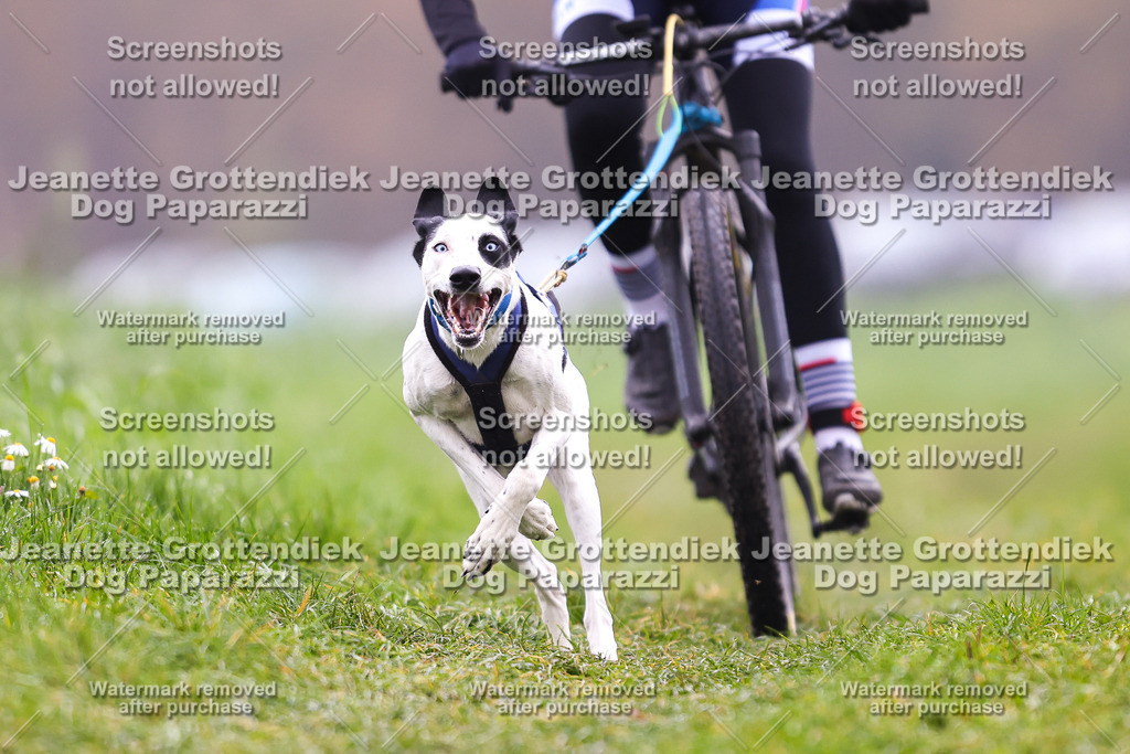 Dog Paparazzi - Visbeck 25 -165 | Dog Paparazzi Jeanette Grottendiek Fotografie & Videografie - Realisiert mit Pictrs.com