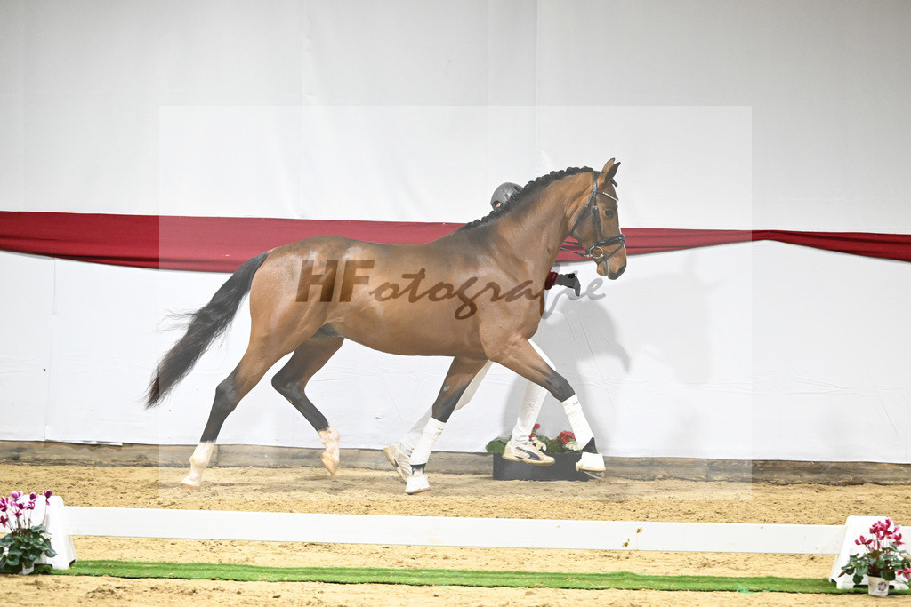 Kat-Nr. 62 v. DSP Topas_Schepper_63221845 | hf-fotografie - Realizzato con Pictrs.com