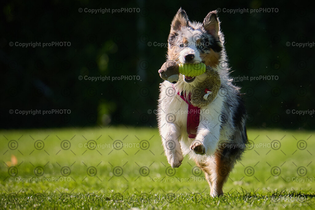 184_202509_4Hundebadetag_NZ9_2720 | proPHOTO - Realisiert mit Pictrs.com