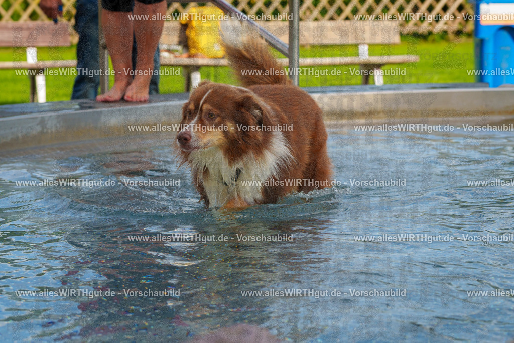 Hundeschwimmen_Grefrath_2026-allesWIRTHgut_Tierfotografie-09_30-FAY07628 | Professionelle Tierfotografie in Mönchengladbach von Daniel Wirth (allesWIRTHgut). Liebevolle & natürliche Bilder von Hunden & Katzen für unvergessliche Erinnerungen.