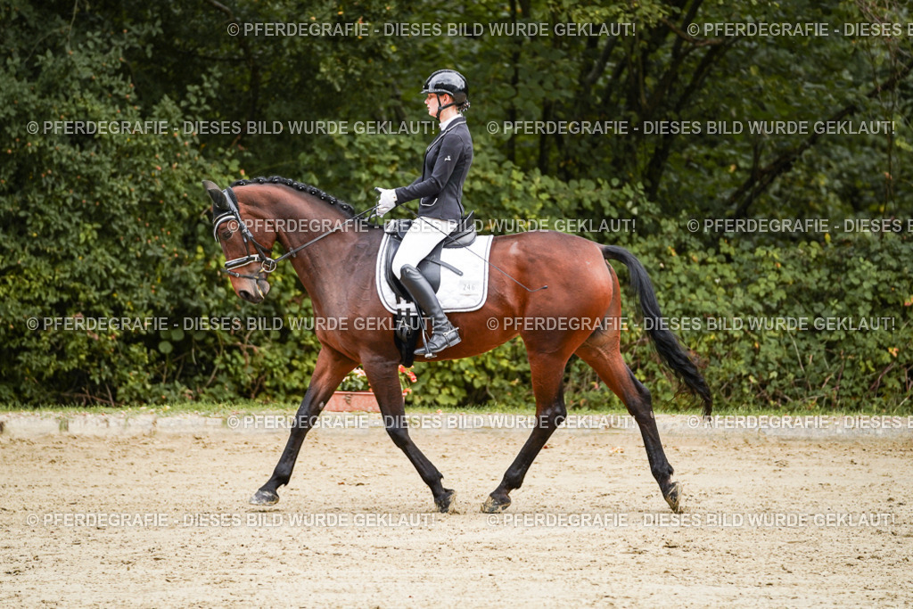 DSC08867 | Pferdegrafie