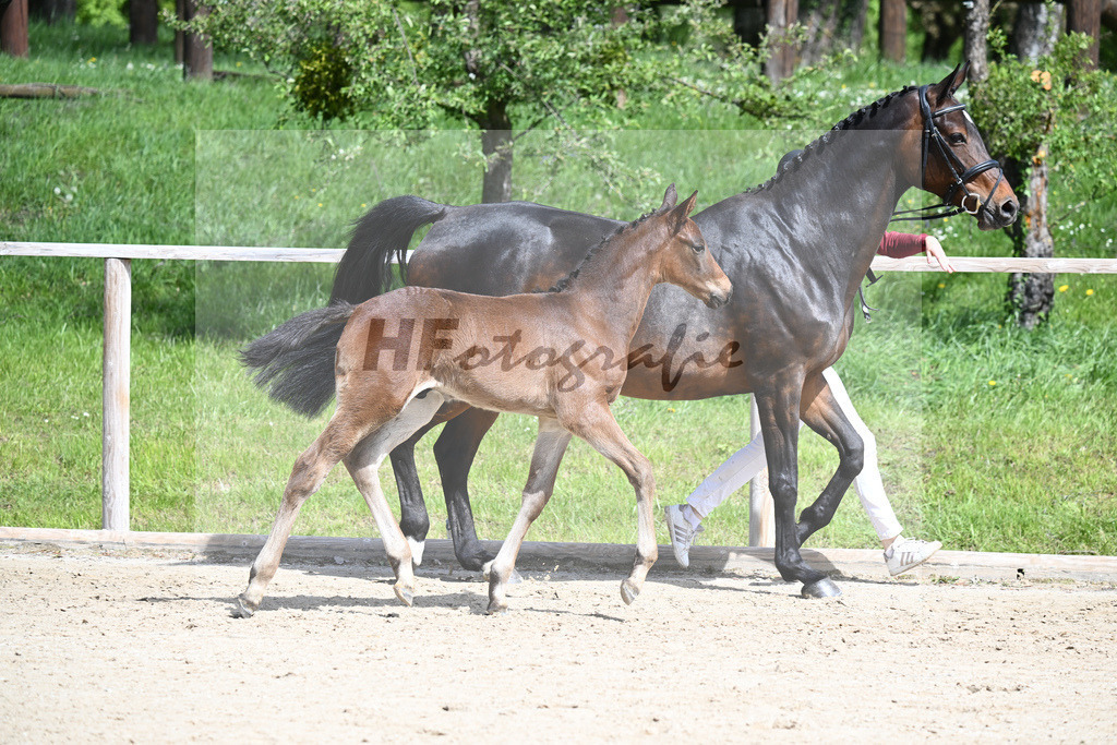 Adzaro de L Abbaye B x Cornet Obolensky_HF_Berger_11240280 | hf-fotografie - Realisiert mit Pictrs.com