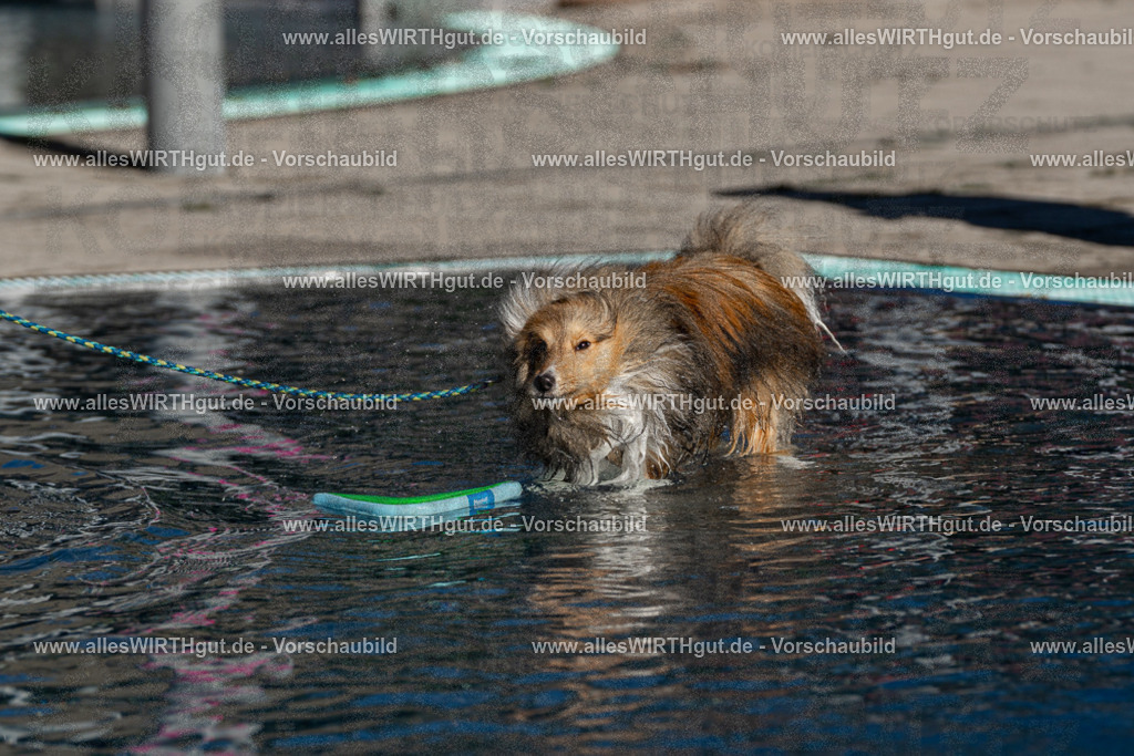 Hundeschwimmen_Volksbad_2026-allesWIRTHgut_Tierfotografie-2609061038-FAY05968 | Professionelle Tierfotografie in Mönchengladbach von Daniel Wirth (allesWIRTHgut). Liebevolle & natürliche Bilder von Hunden & Katzen für unvergessliche Erinnerungen.
