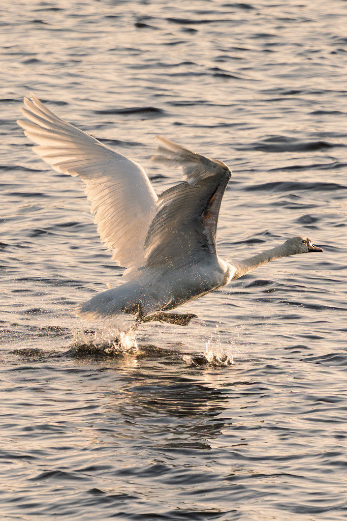 Schwan beim Abflug - Hamburg | Ein Schwan hebt über dem Wasser ab und durchbricht für einen Moment die ruhige Oberfläche – eingefangen in dynamischem Licht. - Realisiert mit Pictrs.com