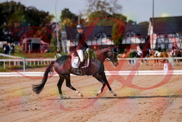 2026_10_03_Siefer-Hof_113738_Z81_80970239 | Professionelle Reitsport-, Turnier- und Eventfotografie von Robert Broda. Galerien mit ausgewählten und bearbeiteten Bildern direkt online ansehen und bestellen.