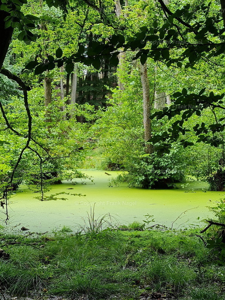 Waldmoore in der Stubnitz | Nationalpark Jasmund Waldmoore in der Stubnitz - Realisiert mit Pictrs.com