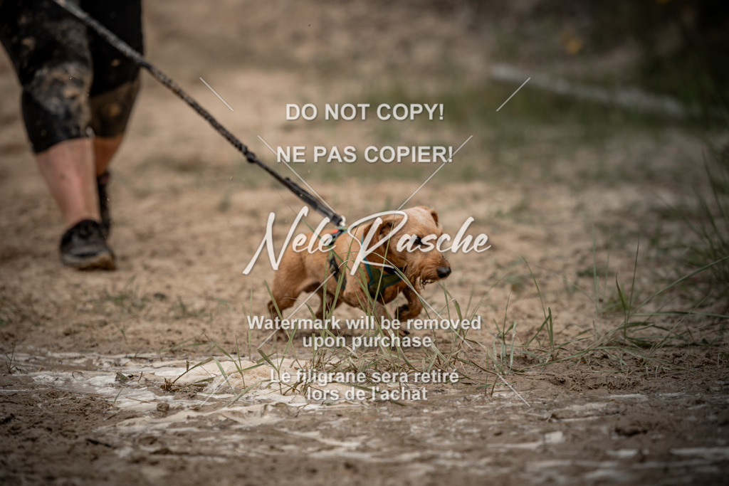 nelerasche_sa1100-1200_217 | nelerasche