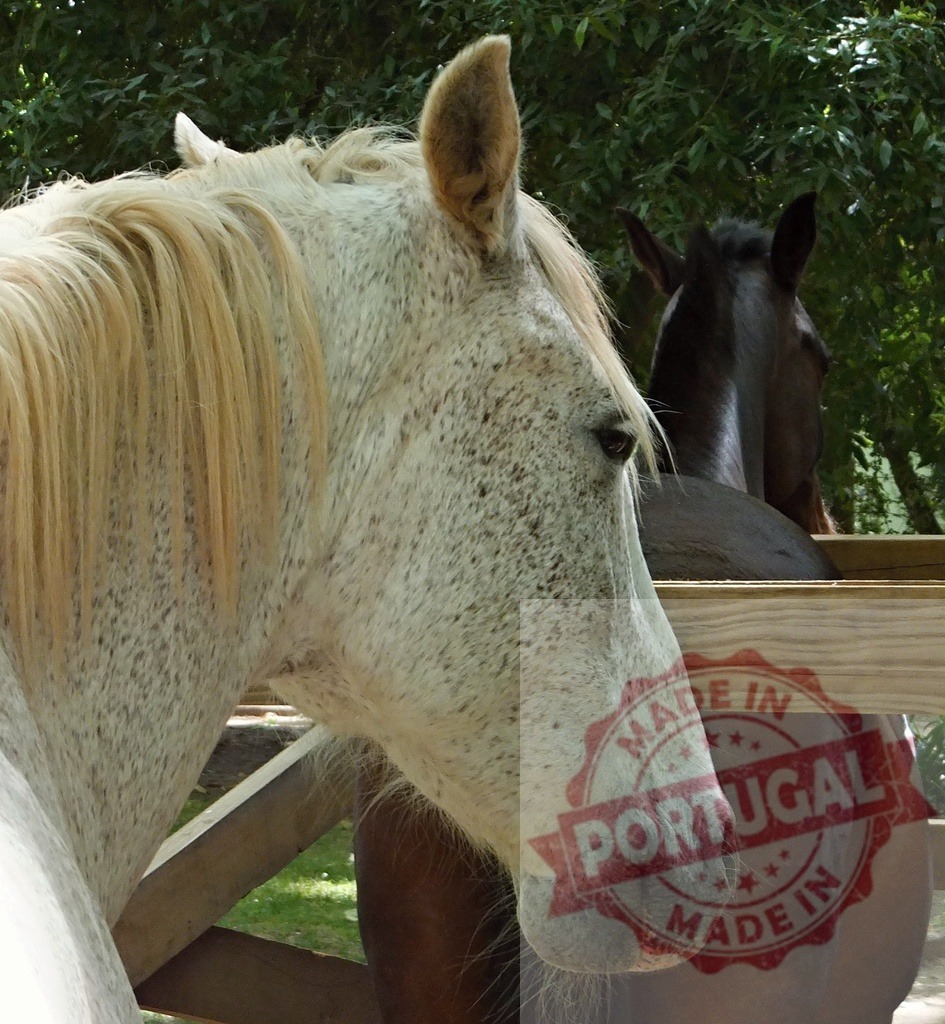Dappled gray horse standing in an outdoor stable | Dappled gray horse in profile looking right, with a brown horse in the background - Realized with Pictrs.com