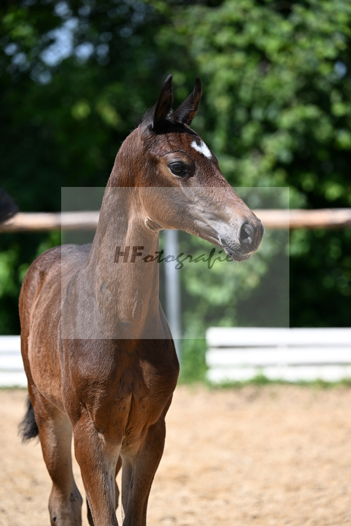 Kat-Nr. 11 Bon Bolero x El Corazon_HF_Liebhaber_16250304 | hf-fotografie - Realizzato con Pictrs.com