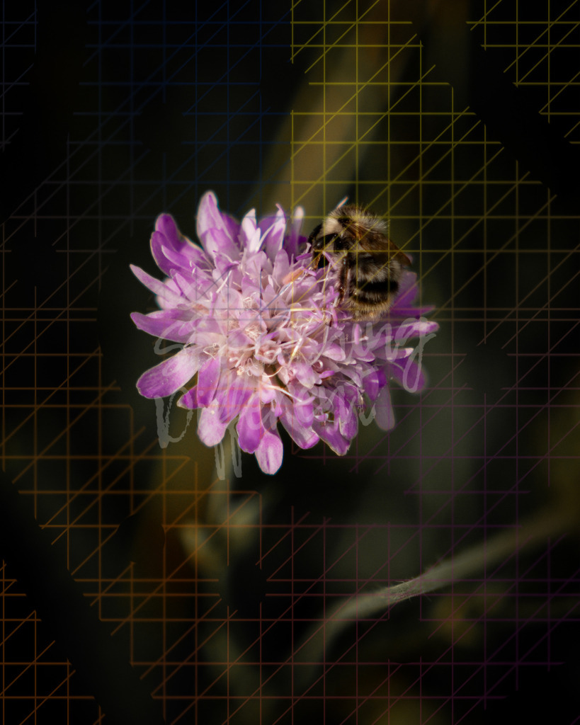 XE5G0049 | See something different - Realisiert mit Pictrs.com