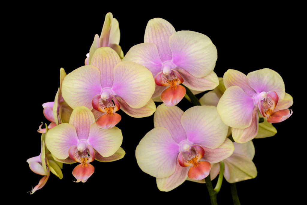 Orchidee gelb-lila-orange | Beeindruckend schön wirkt die Fotografie dieser eleganten Orchidee, einer Phalaenopsis. Die Farbkombination gelb-lila-orange zeugt in dieser vorzüglichen Ausprägung von einer sich sehr gut entwickelten Pflanze. — Auflösung des Originals: 8256 x 5504 px. - Realisiert mit Pictrs.com