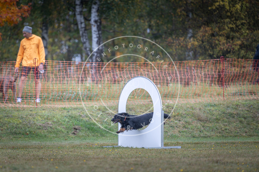 Pfotenfotografie_DV3A0558 | Hundefotografie, Tierfotograf, Pfotenfotografie, Fotoshooting Hund, Hunde Portrait, Hundesport, Hundeportraits, Heideshooting, Hunde, Sportfotograf, Hundefotograf, Turnierhundsport, THS,  - Realisiert mit Pictrs.com