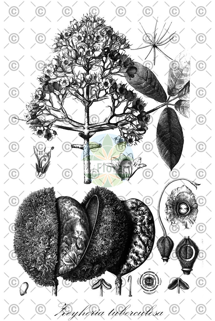 HistAbb_wfo-0000028304_1_ENZY_Simple | Historische Abbildung von Zeyheria tuberculosa - Bignoniaceae | Historical Illustration of Zeyheria tuberculosa - Bignoniaceae