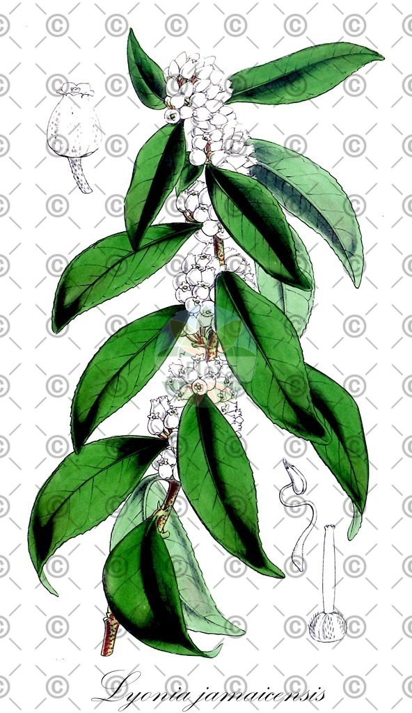 HistAbb_wfo-0001216741_1_ENZY_Simple | Historische Abbildung von Lyonia jamaicensis - Ericaceae | Historical Illustration of Lyonia jamaicensis - Ericaceae