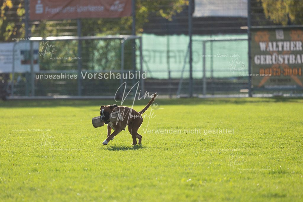 _16A4785 | Einzigartige Fotos von Hunden & Menschen –Actionfotos, Portraits, Vereinsaufnahmen & Paarshootings – authentisch, lebendig & mit Herz.