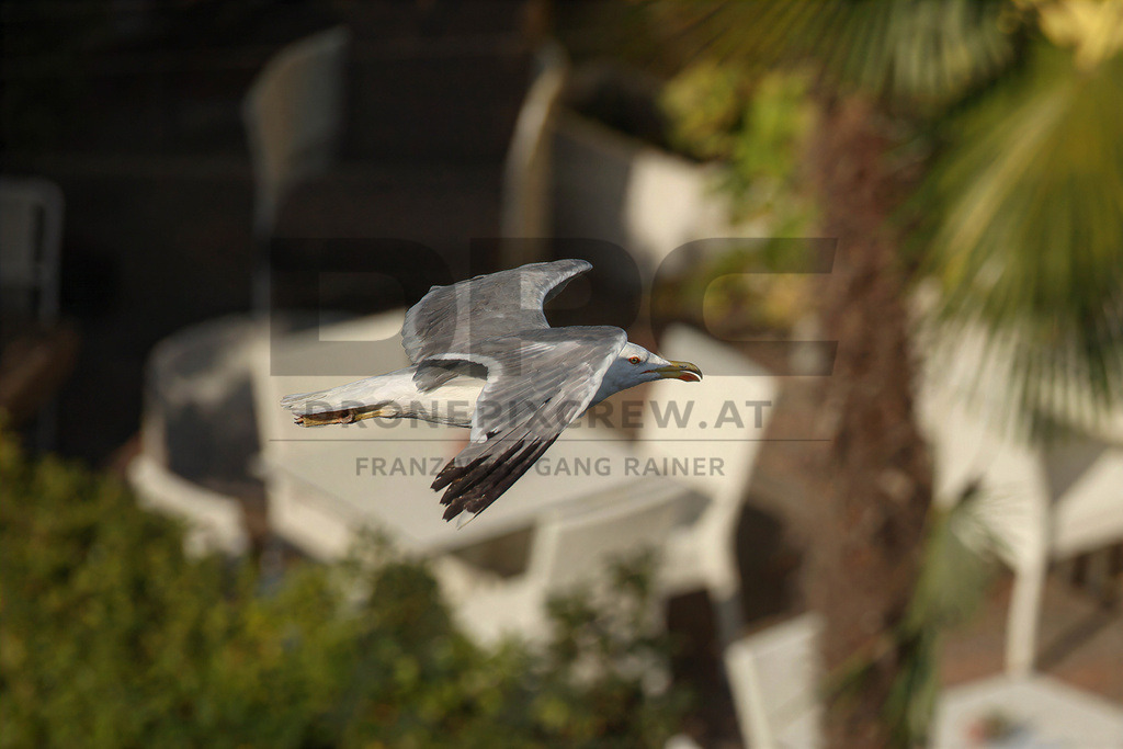 Yellow-legged Gull (Larus michahellis) | Yellow-legged Gull (Larus michahellis), a large gull species commonly found along Mediterranean coasts, rocky shorelines, harbours and coastal areas. - Realisiert mit Pictrs.com