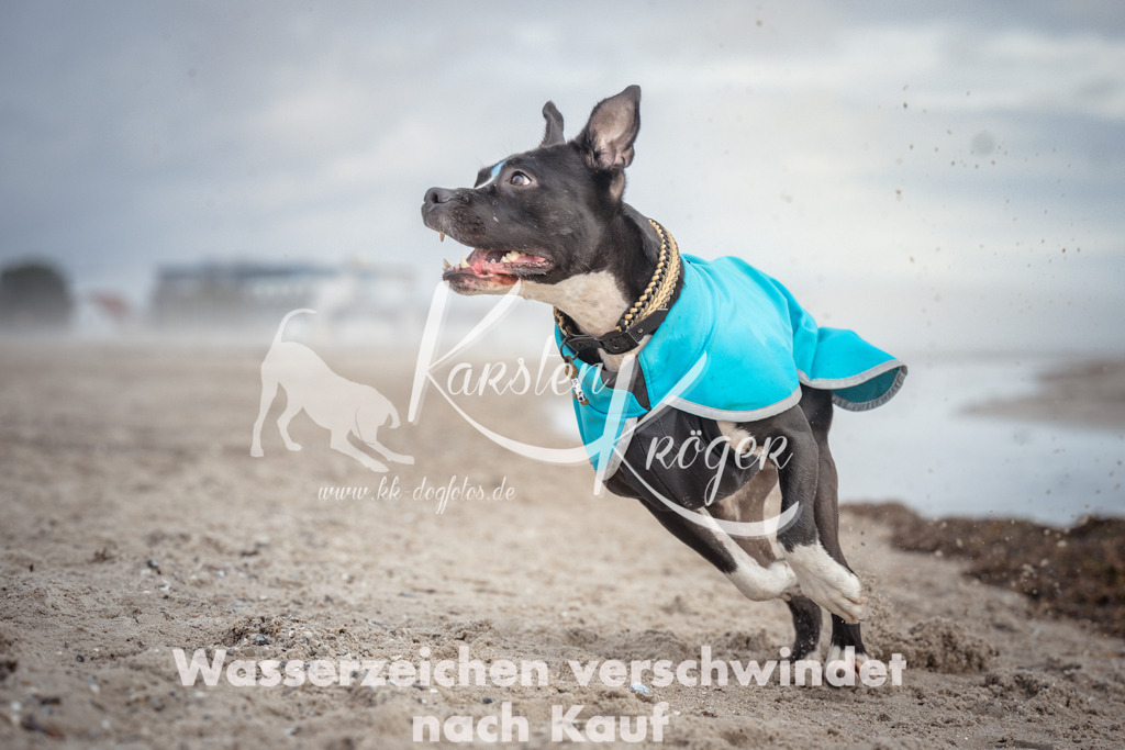 1151_ZZ92212 | kk-dogfotos