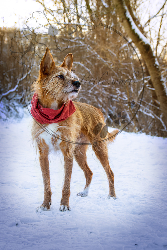 IMG_1297.1 | only.this.little.world - Realisiert mit Pictrs.com