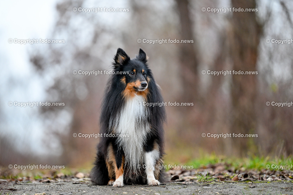 Hund_ Hunde_ Freilaufzone_ 13.12.2024-13 | 13.12.2024, Linz, AUT, Hund, Hunde, Themenbild, im Bild Hund, Hunde, spazieren, Wald, Weg, Wiese, laufen, Freilaufzone, Spazierweg, Arrigo, spielen, laufen