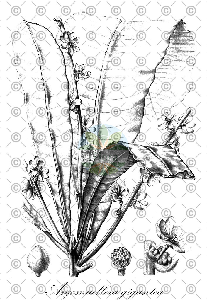 HistAbb_wfo-0000264868_1_ENZY_Simple | Historische Abbildung von Argomuellera gigantea - Euphorbiaceae | Historical Illustration of Argomuellera gigantea - Euphorbiaceae