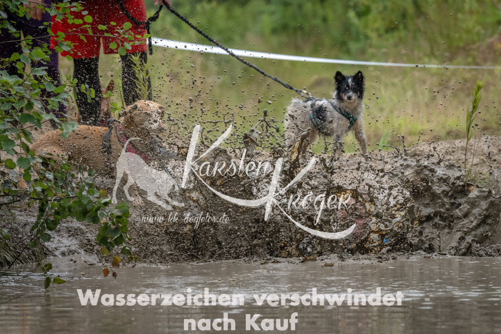 1343_ZZ92017 | kk-dogfotos