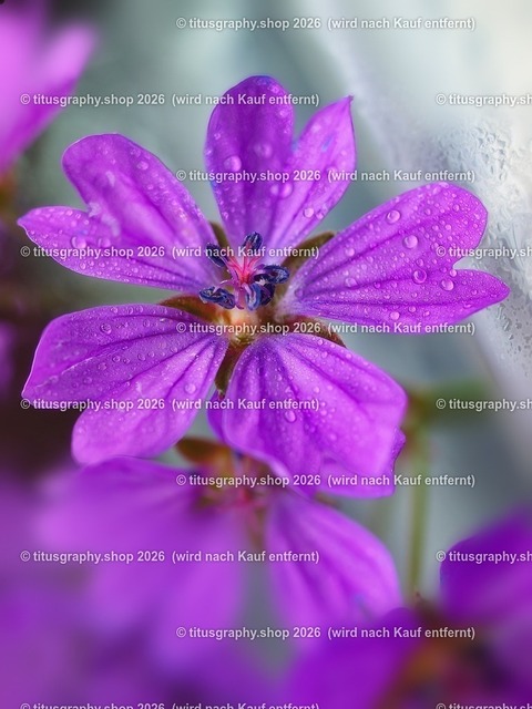 titusgraphy_P5287139vz-ln_pe_var-04-wz | titusgraphy-shop: Geschenkideen mit Qualitätsfotos. titusgraphy-shop: gift ideas with quality photos. titusgraphy-shop: idées cadeaux avec photos de qualité.  - Realisiert mit Pictrs.com