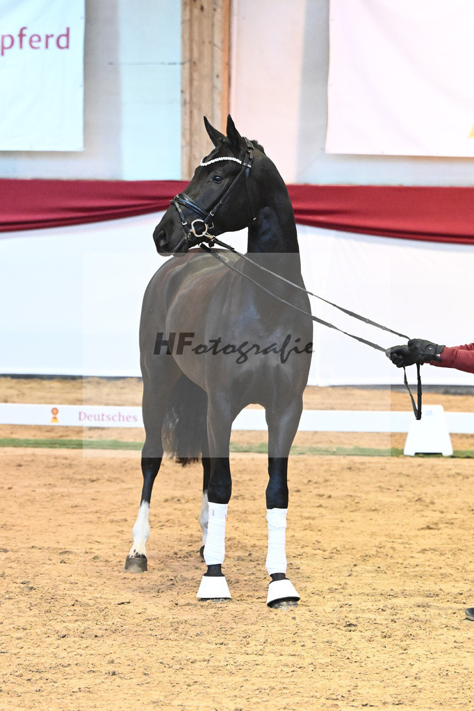 Kat-Nr. 49 Springbank II VH x Dante Weltino_Winklmaier_43232061 | hf-fotografie - Realisiert mit Pictrs.com