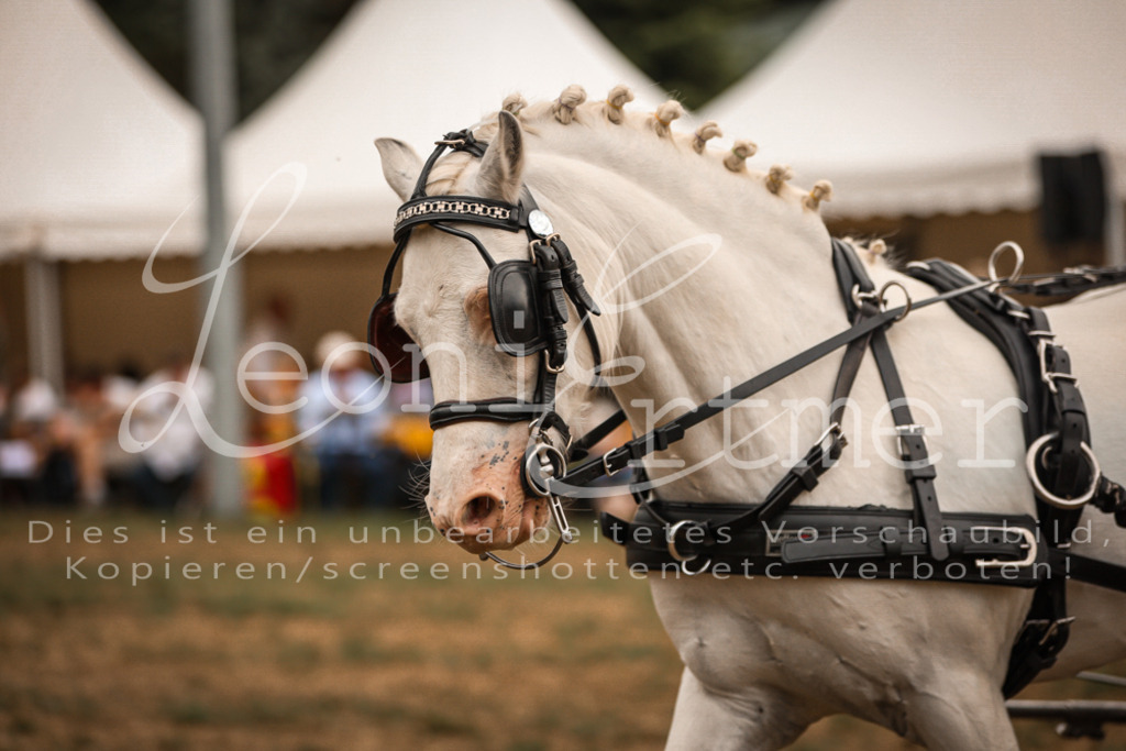 SoShow00299 | Leoni Ertmer Photography - Realisiert mit Pictrs.com