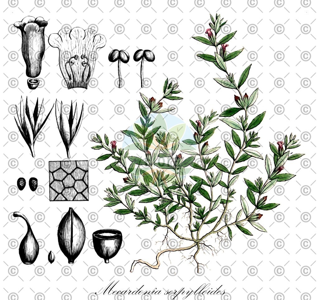 HistAbb_wfo-0001249095_1_ENZY_Simple | Historische Abbildung von Mecardonia serpylloides - Plantaginaceae | Historical Illustration of Mecardonia serpylloides - Plantaginaceae