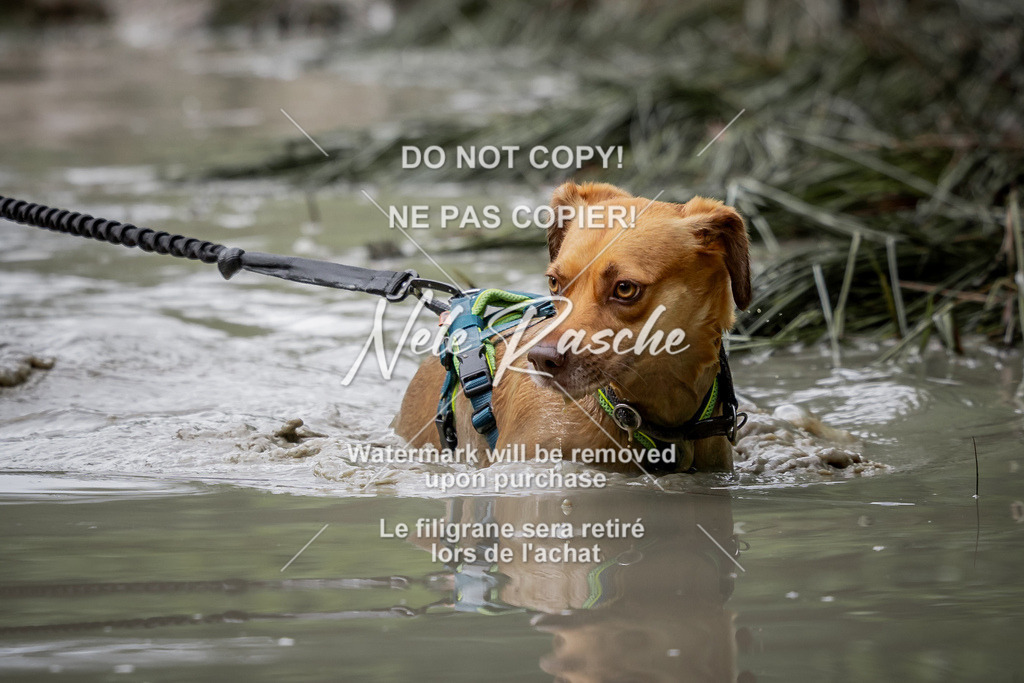 nelerasche_so0800-0930_113 | nelerasche