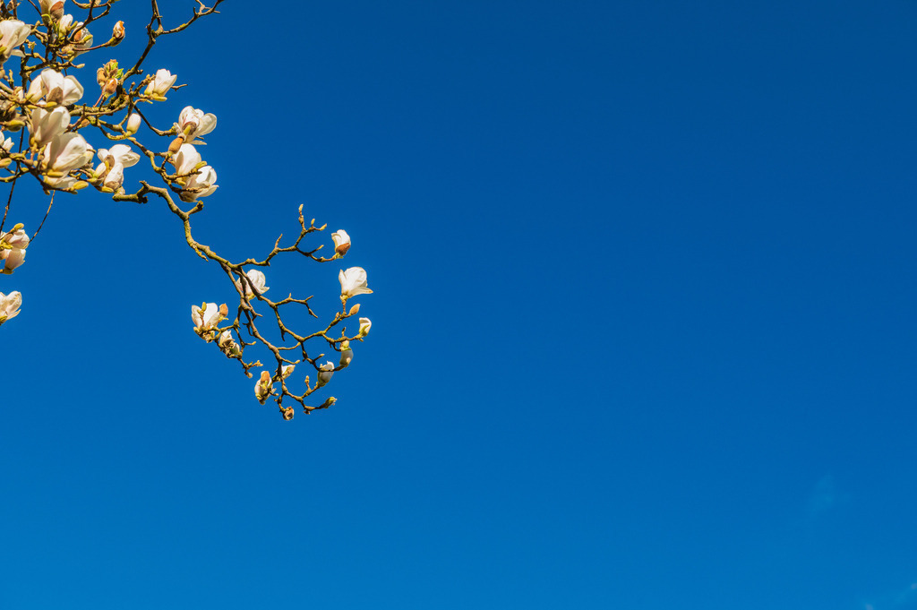 2025_04_06_HH-BOTANISCHER GARTEN+JENISCHPARK+ELBE_MCP7259 | Hochwertig gedruckte Fotografien für die Wand, als Kalender und zum Verschenken. Hamburg & Norddeutschland und überall wo ich mit der Kamera unterwegs war.