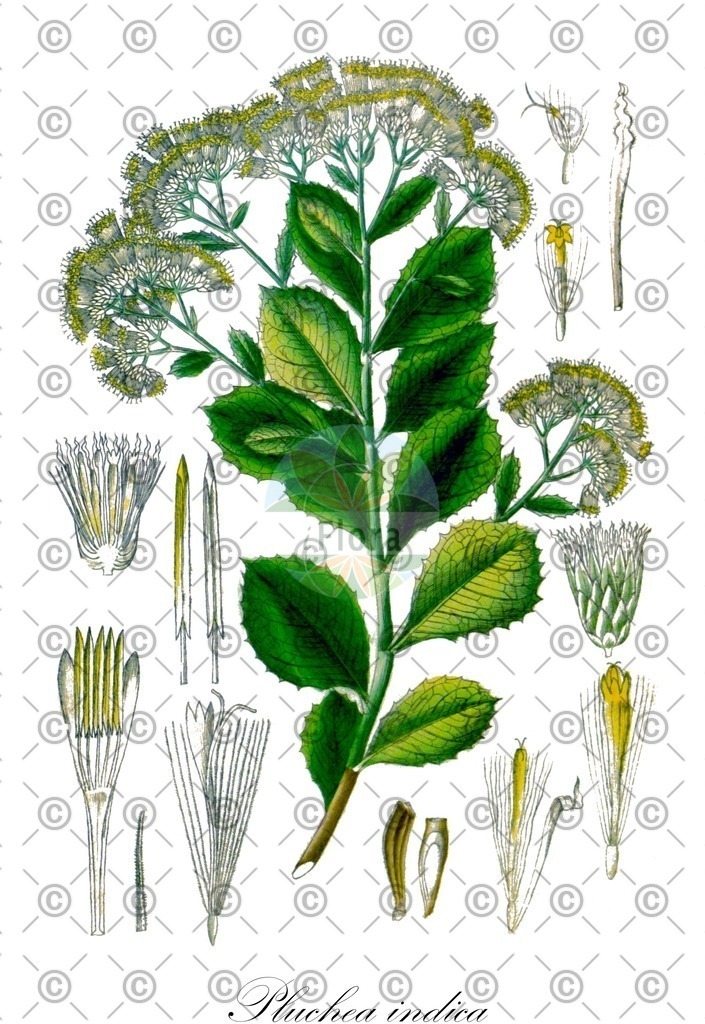 HistAbb_4N5_1_ENZY_Simple | Historische Abbildung von Pluchea indica - Asteraceae | Historical Illustration of Pluchea indica - Asteraceae