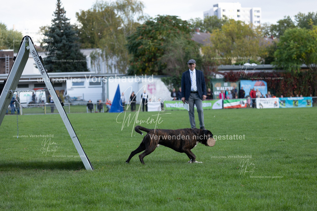 _16A5721 | Einzigartige Fotos von Hunden & Menschen –Actionfotos, Portraits, Vereinsaufnahmen & Paarshootings – authentisch, lebendig & mit Herz.