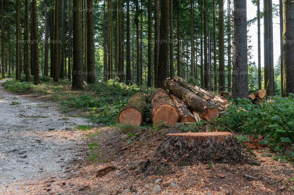 LOC_Trail_Forest23 | sparepix - Realisiert mit Pictrs.com