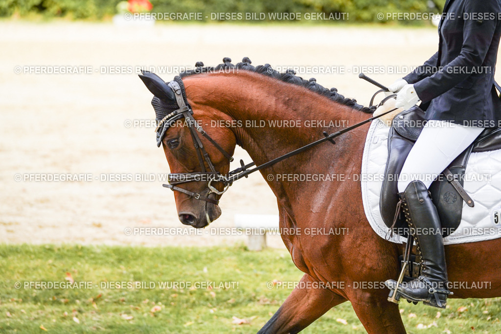 DSC09030 | Pferdegrafie