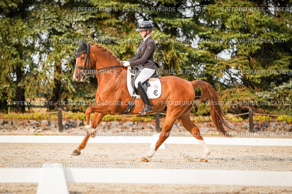 DSC09383 | Pferdegrafie