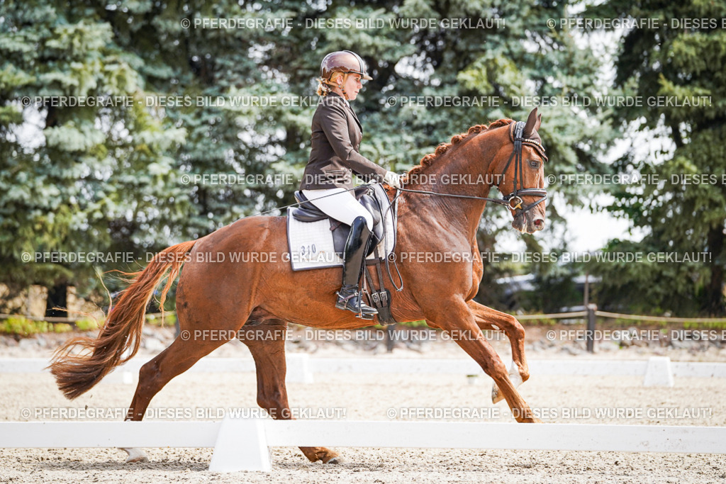 DSC09895 | Pferdegrafie