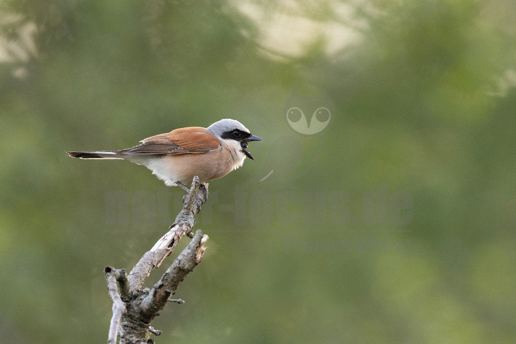 R5NF0067-20230 | Der Neuntöter oder Rotrückenwürger ist eine Vogelart aus der Familie der Würger und in Mitteleuropa die häufigste Würgerart. Er ist vor allem durch sein Verhalten bekannt, Beutetiere auf Dornen aufzuspießen.  - Realisiert mit Pictrs.com