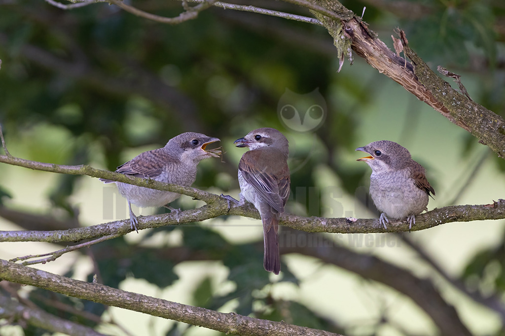 R5NF9603-20230702 | Der Neuntöter (Lanius collurio) ist der hierzulande am stärksten verbreitete Vertreter der Familie der Würger (Laniidae), von der es weltweit 64 Arten gibt. Hierzu gehören auch der seit 1987 in Deutschland ausgestorbene Schwarzstirnwürger, der extrem seltene Rotkopfwürger und der noch sporadisch anzutreffende Raubwürger. - Realisiert mit Pictrs.com